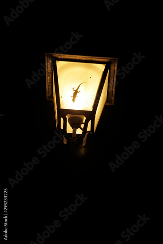 wall gecko in the lamp of Montecatini Val di Cecina, Italy, photo