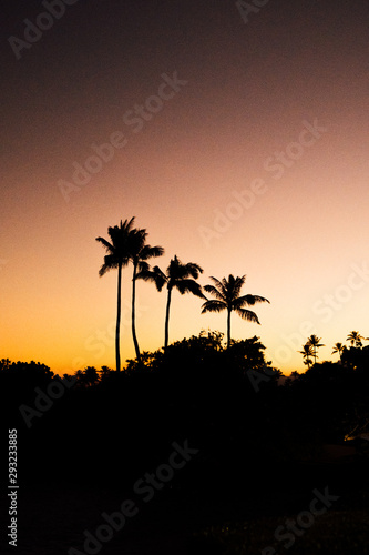 palm trees at sunset