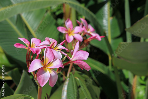 Hot Tropics - Palms and Florals © World in Hand