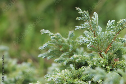 Beautiful branches of cypress. Green twigs close up