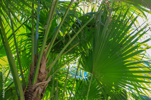 Fototapeta Naklejka Na Ścianę i Meble -  Hot Tropics - Palms and Florals
