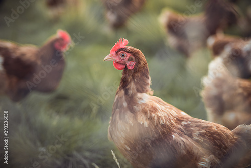 A huge flock of brown chickens roam freely in a lush green paddock © Room 76 Photography