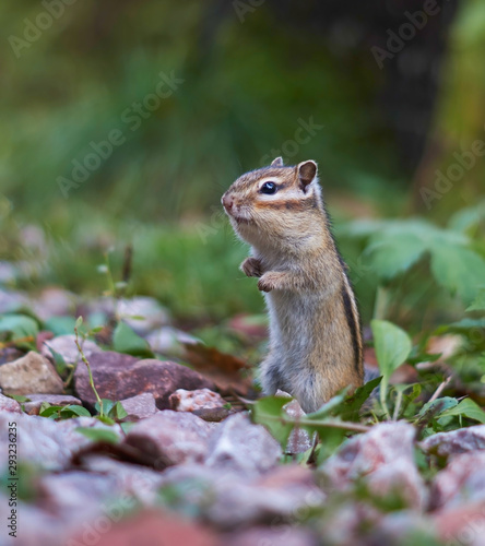 Beautiful chipmunk living in the forest