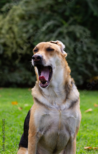 Dog sitting in the grass looking forward with a yawn and a large bush in the background © Raul