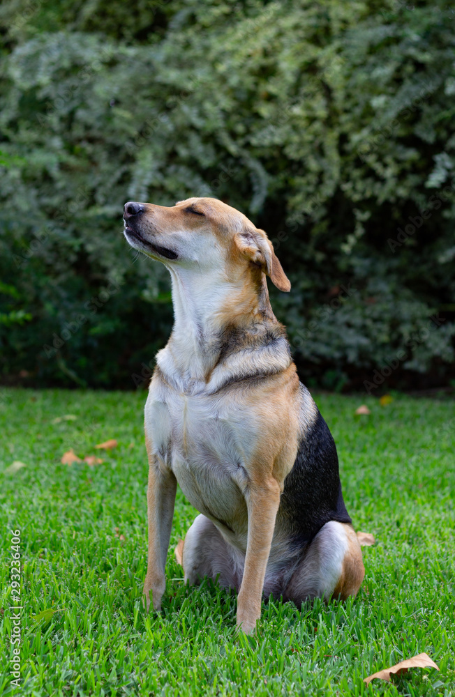 Dog sitting in the grass looking to the side and up with eyes closed and a large bush in the background