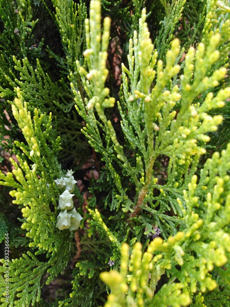 fern in the garden fern in the garden