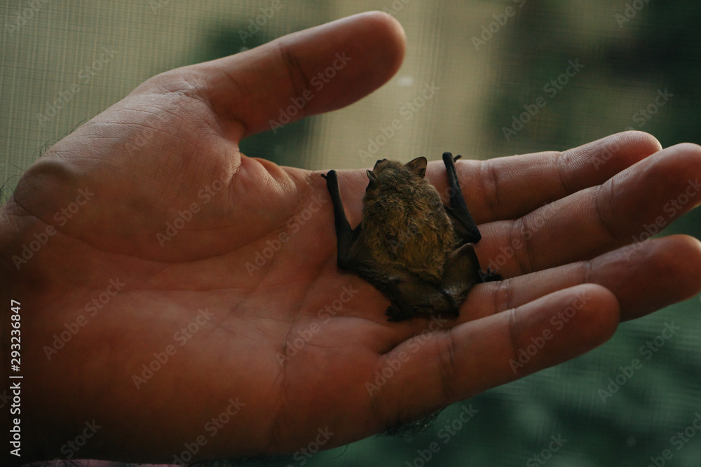 Cute little baby Bat in Man Hands Cute little baby Bat in Man Hands