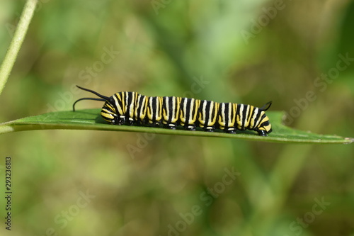 Caterpillar on leaf