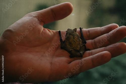 Cute little baby Bat in Man Hands