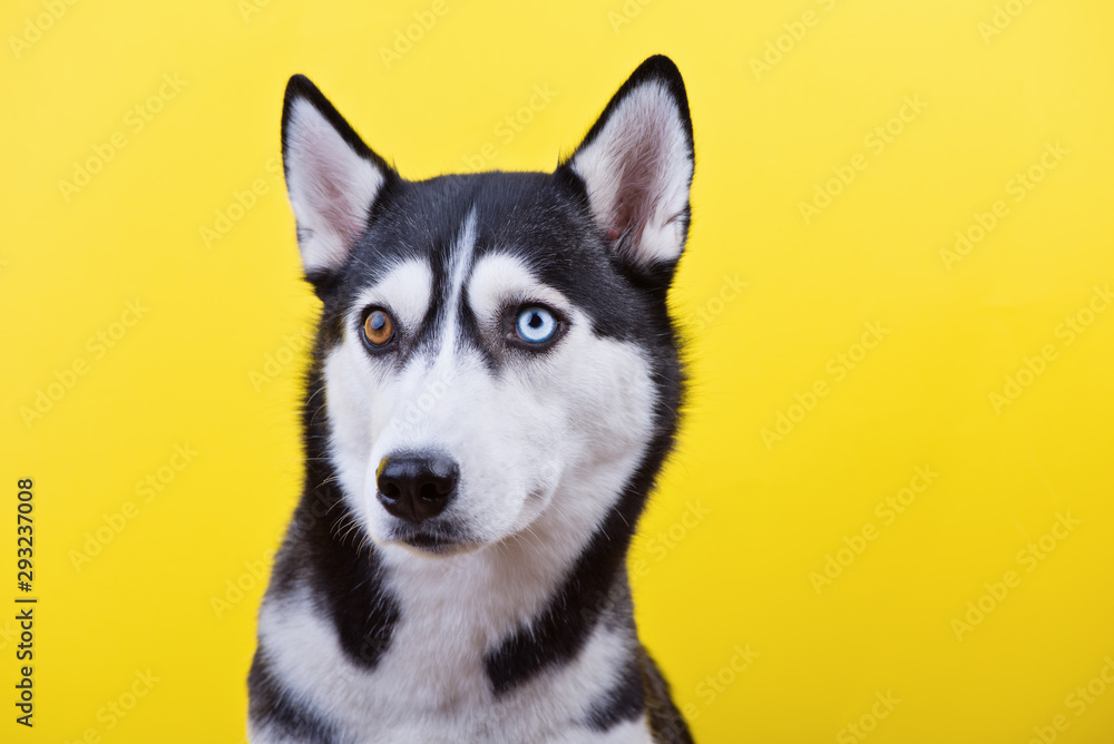 Cute siberian husky dog with lazyeyes on a yellow studio background