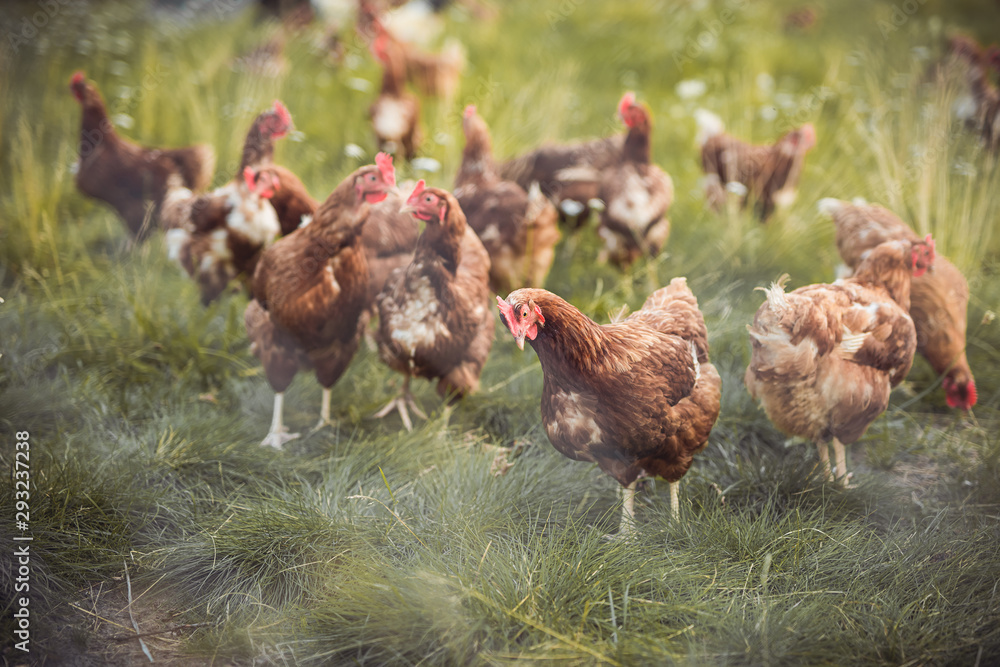 Fototapeta premium A huge flock of brown chickens roam freely in a lush green paddock