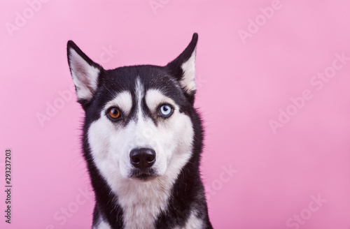 Funny lazy-eyed husky dog watches surprised  magenta studio background  concept of dog emotions