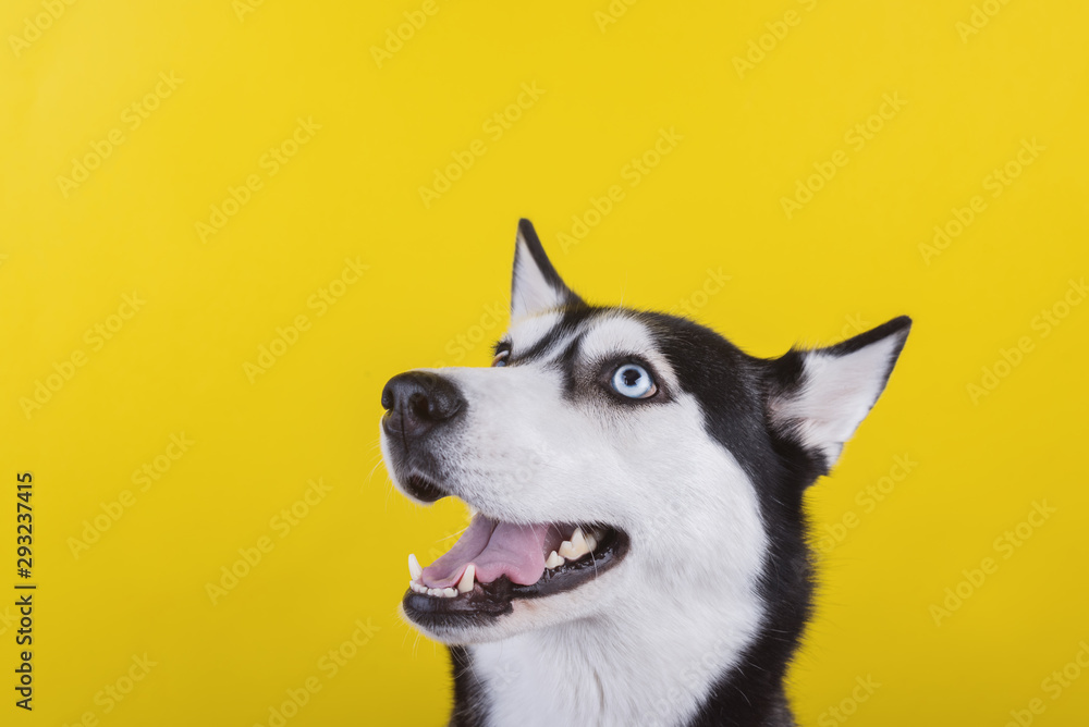 Happy bi-eyed husky dog wait dog treats on the yellow background. Smiling dog is wait for food.