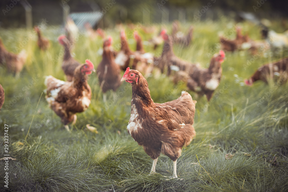 Fototapeta premium A huge flock of brown chickens roam freely in a lush green paddock