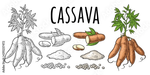 Cassava manioc plants with leaves and tuber. Vector vintage engraving