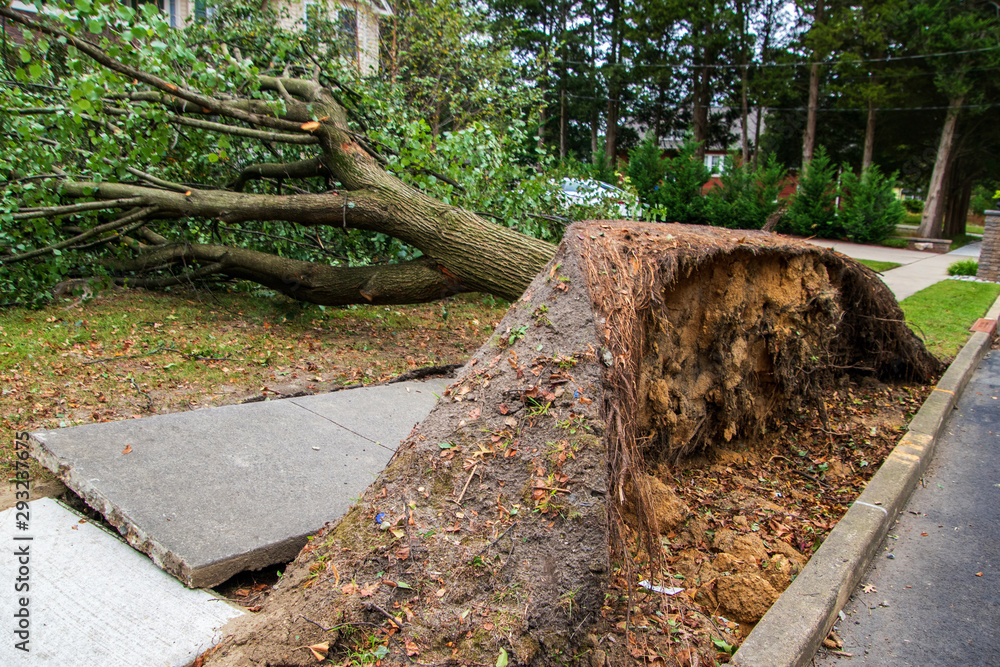 Fototapeta premium Broken sidewalk from an uprooted fallen tree after a storm