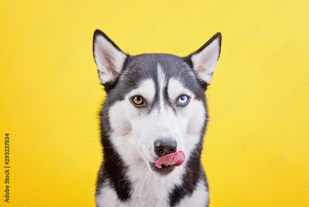 Funny bi-eyed Siberian husky dog licking on yellow background, the concept of dog emotions, dog waiting treat or food