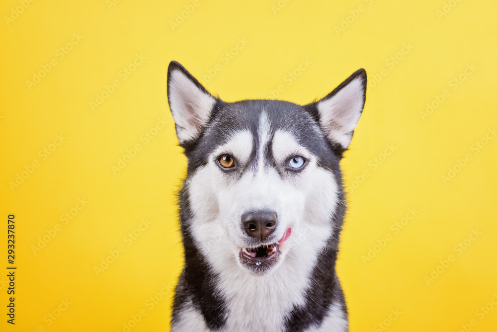 Феекфсешму bi-eyes dissatisfied licking husky on a yellow studio background, the concept of dog emotions