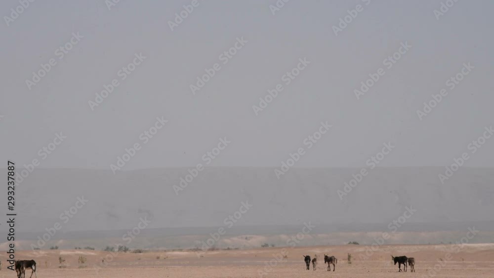 Wild donkeys walking in the sahara desert in Morocco. The air is oscillating because of the hot sand. Wild donkeys walking in the sahara desert in Morocco. The air is oscillating because of the hot sand.