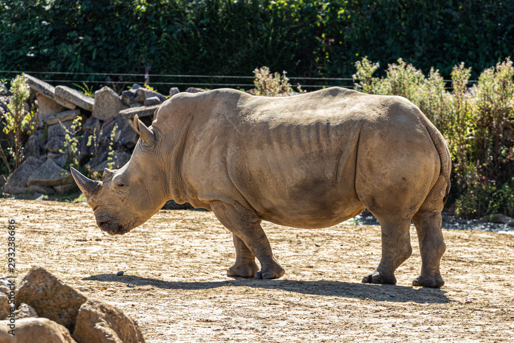 Fototapeta premium rhino walking in zoo