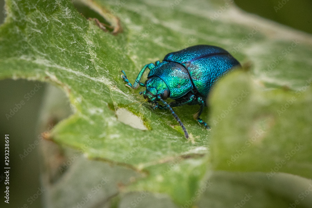 Closeup of a green-blue beetle crawling on a green leaf of a tree, close-up Closeup of a green-blue beetle crawling on a green leaf of a tree, close-up