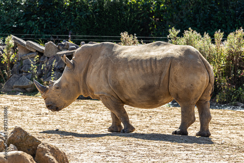 rhino walking in zoo
