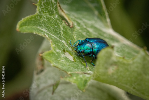 Closeup of a green-blue beetle crawling on a green leaf of a tree, close-up