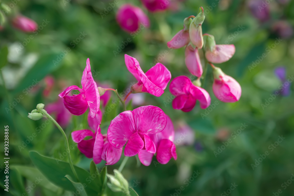 Obraz premium Natural floral blurry background. Pink flowers of sweet pea. Lathyrus odoratus.