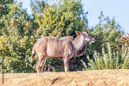 animal in a zoo