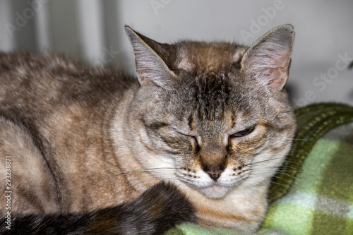 Wallpaper Mural Gata Nina Mãe IMG_6334 Torontodigital.ca