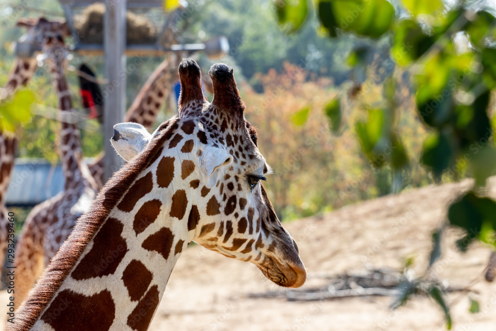 brown and white giraffe in zoo, close look brown and white giraffe in zoo, close look