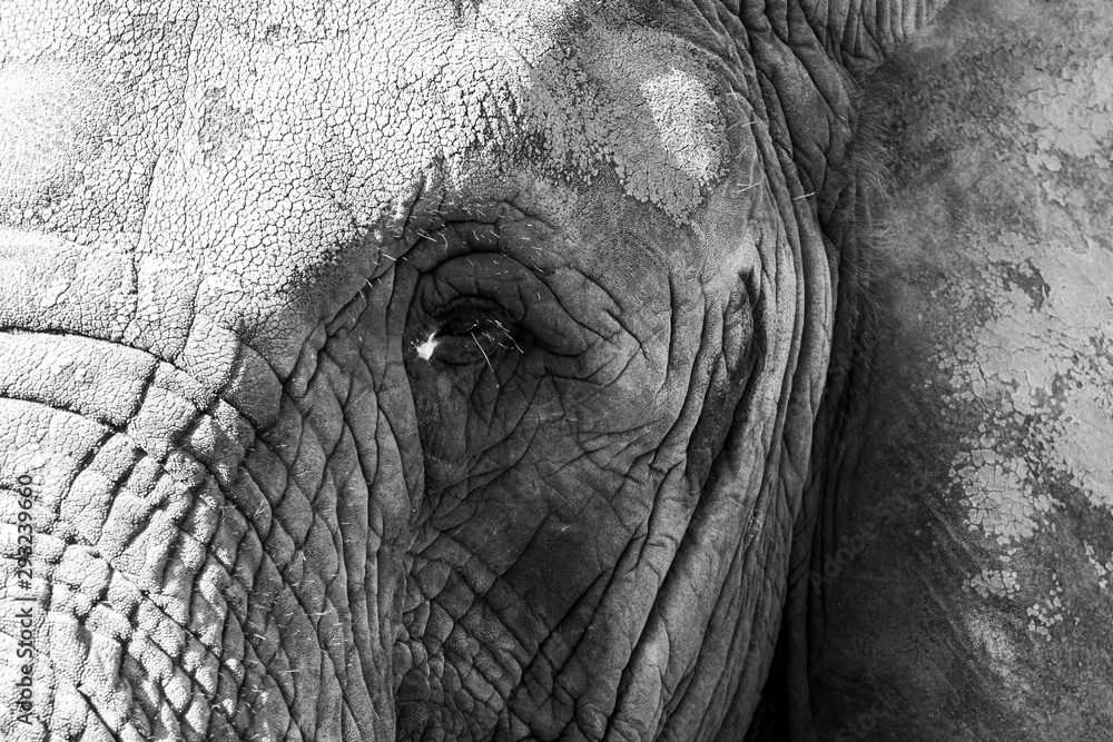elephant eye with tears close view