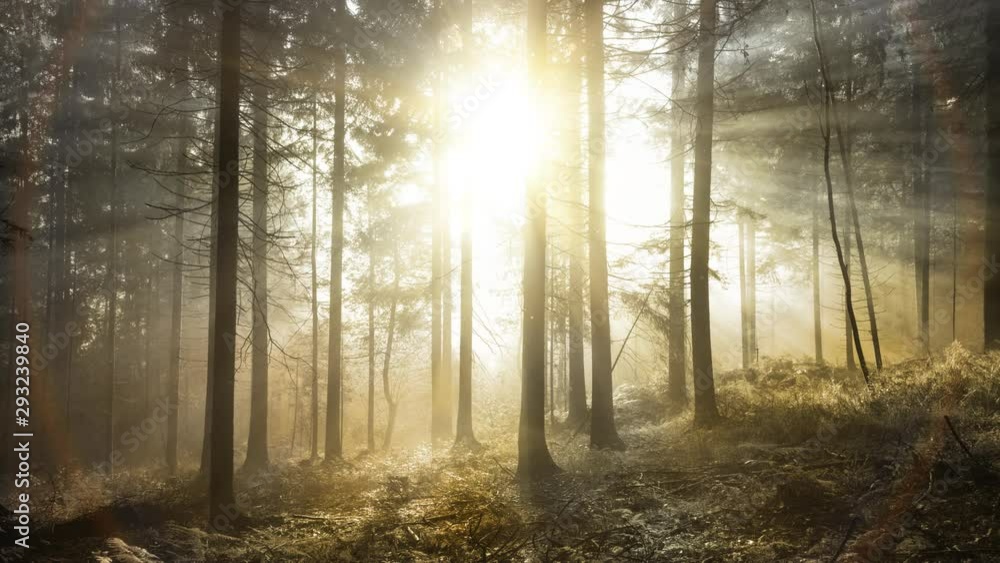 Mystical sunrays with magic circle bokeh animation in sunny fairy tale forest landscape. Mystical sunrays with magic circle bokeh animation in sunny fairy tale forest landscape.