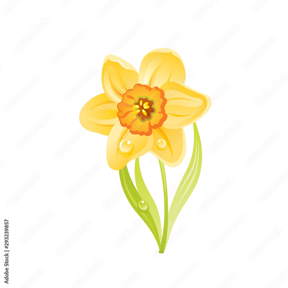 Narcissus Daffodil flower, floral icon. Realistic cartoon cute plant blossom, spring, summer garden symbol. Vector illustration for greeting card, t shirt print, decoration design. Isolated on white