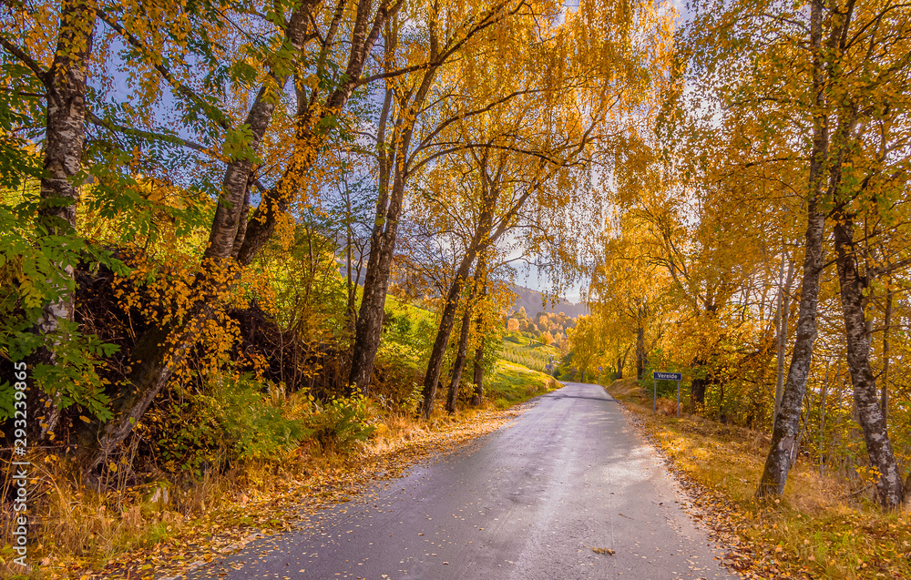 Obraz premium Autumn leaves by the road. Vereide - Norway