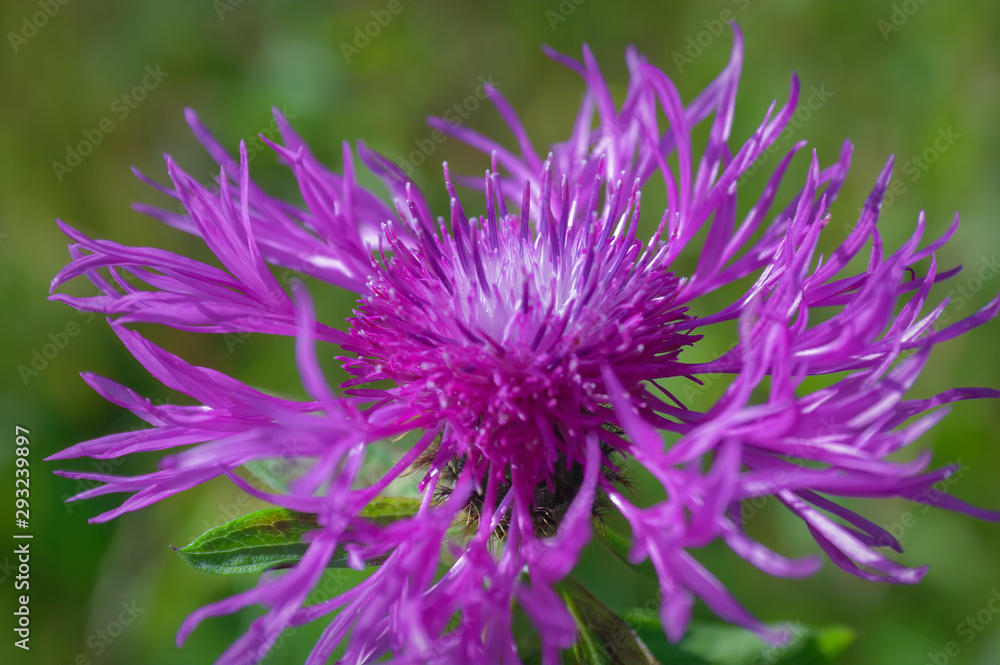 Floral blue-violet background. Pink thorny thistle flower. A pink flower on a blurred background. Floral blue-violet background. Pink thorny thistle flower. A pink flower on a blurred background.