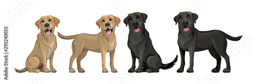 Gold yellow labrador retriever and black labrador retriever. Standing and sitting labradors isolated on white. Young and friendly dogs.