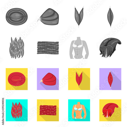 Isolated object of fiber and muscular logo. Collection of fiber and body stock vector illustration.
