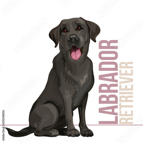 Happy black labrador retriever sitting on white background