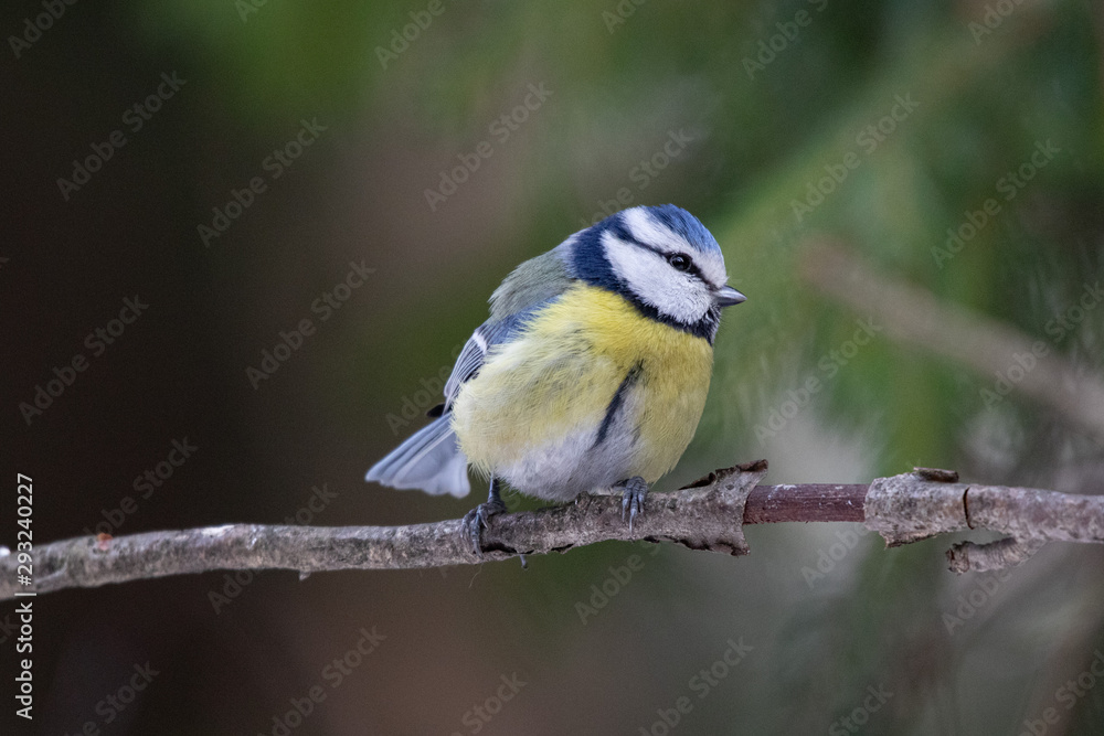 Obraz premium Blue tit on a branch