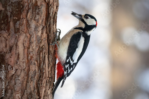 woodpecker on a tree photo