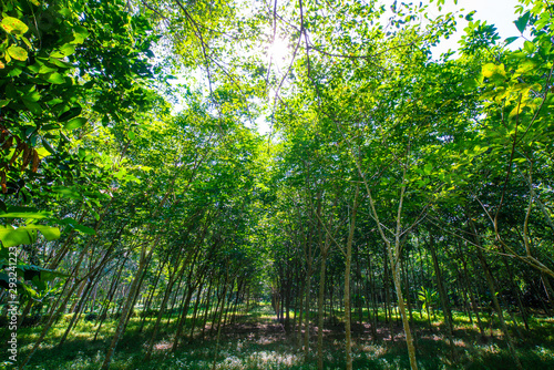 Fototapeta Naklejka Na Ścianę i Meble -  Para rubber plantation tree tropical green forest