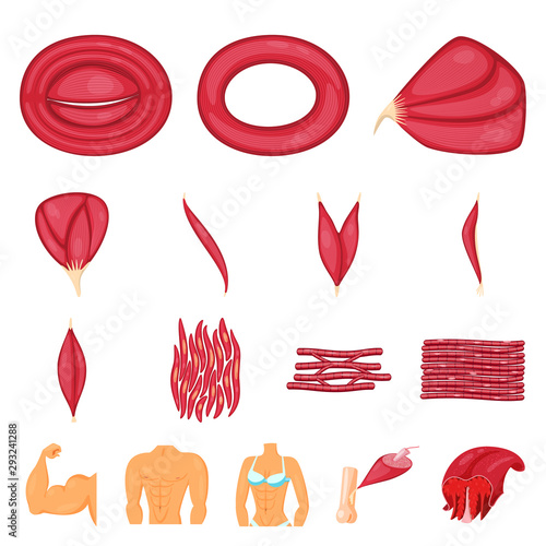 Vector design of muscle and cells logo. Set of muscle and anatomy vector icon for stock.