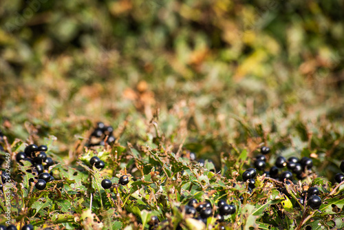 Background of the hedge with berries, soft focus