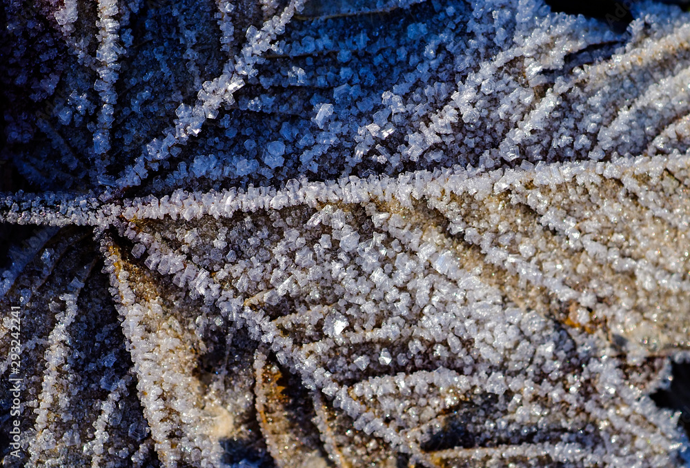 Eiskristalle Rauhreif Ahorn Herbstlaub Blatt Baum Wald Makro  Maple Leaf Nahaufnahme Herbst Winter Frost Kälte Formen Detais Kritallin gefrieren auftauen Wasser Aggregatzustand Jahresheiten Adern 