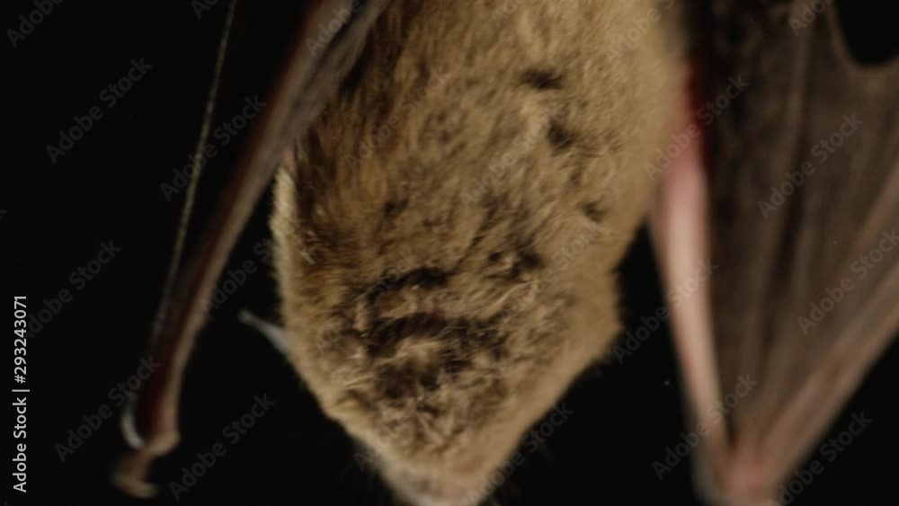 A brown bat isolated on black background