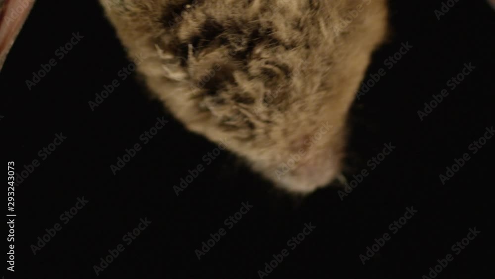 A brown bat isolated on black background A brown bat isolated on black background