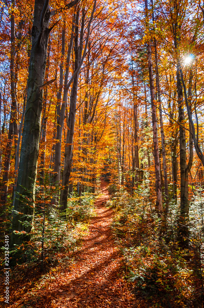 Golden autumn forest with sun rays. Sunny day in mountains