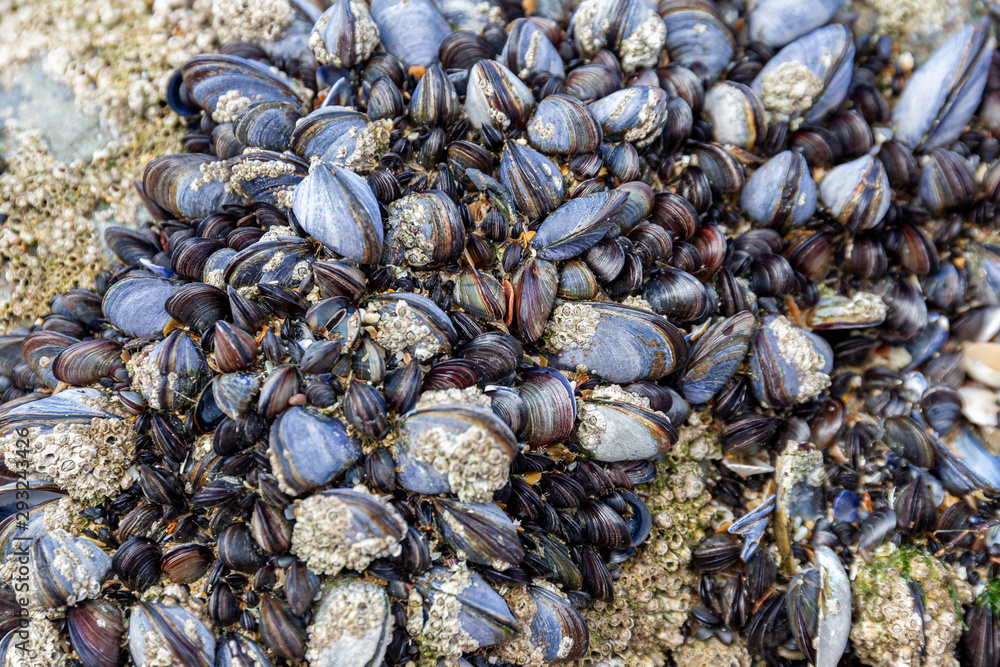 Wild blue mussels, Mytilus edulis, on the rocks in Cornwall, UK Wild blue mussels, Mytilus edulis, on the rocks in Cornwall, UK