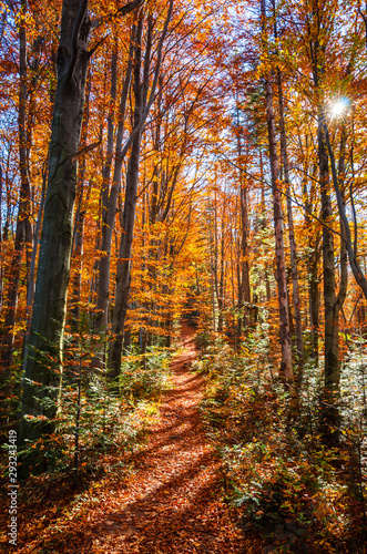 Golden autumn forest with sun rays. Sunny day in mountains